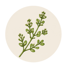 TIMOQUINONA: EL ESCUDO ANTIINFLAMATORIO