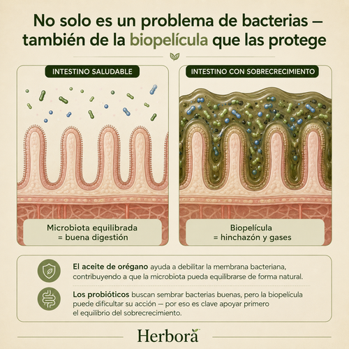 Herborá™ | Aceite de oregano | Suplemento en gotas para hinchazón crónica y salud digestiva.