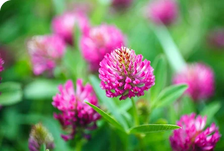 FLOR DE TRÉBOL ROJO: DESINFLAMACIÓN FACIAL
